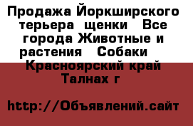 Продажа Йоркширского терьера, щенки - Все города Животные и растения » Собаки   . Красноярский край,Талнах г.
